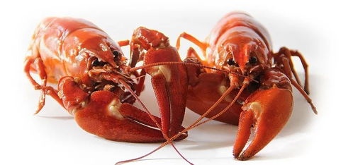 吮指誘惑,麻辣小龍蝦復合調味料在烘焙中應用